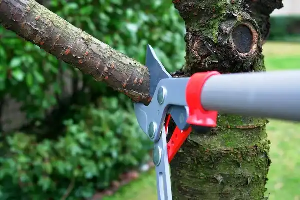 tree services Manchester